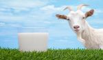 goat-milk-benefits-in-hindi