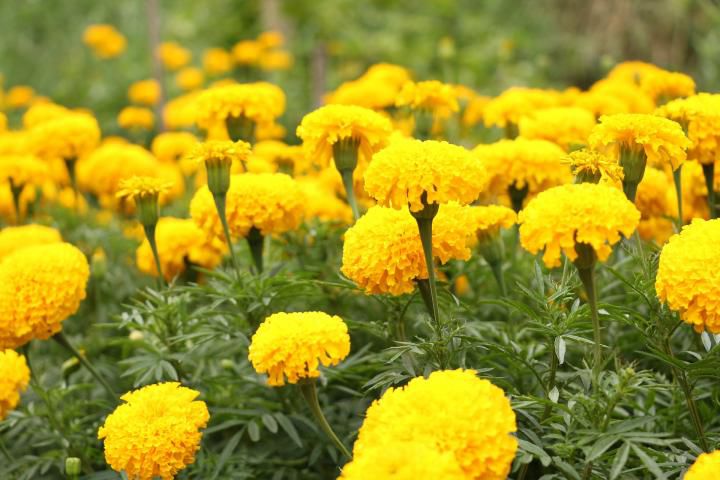 marigold flower benefits in hindi