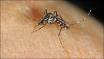 523929-chikun-dengue
