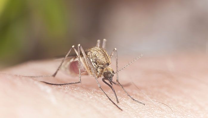 What-is-malaria