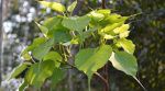 peepal-tree-leaves
