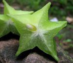 star-fruit-averrhoa-carambola-carambola-205775