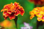 marigold-meaning