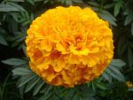 golden-marigold-flower