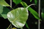 peepal-leaf