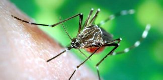 डेंगू dengue ke lakshan aur ilaj in hindi
