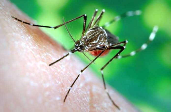 डेंगू dengue ke lakshan aur ilaj in hindi