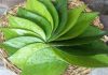 पान के पत्ते के फायदे betel leaf benefits in hindi