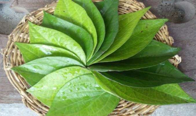 पान के पत्ते के फायदे betel leaf benefits in hindi