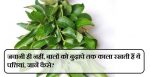 curry-leaves-